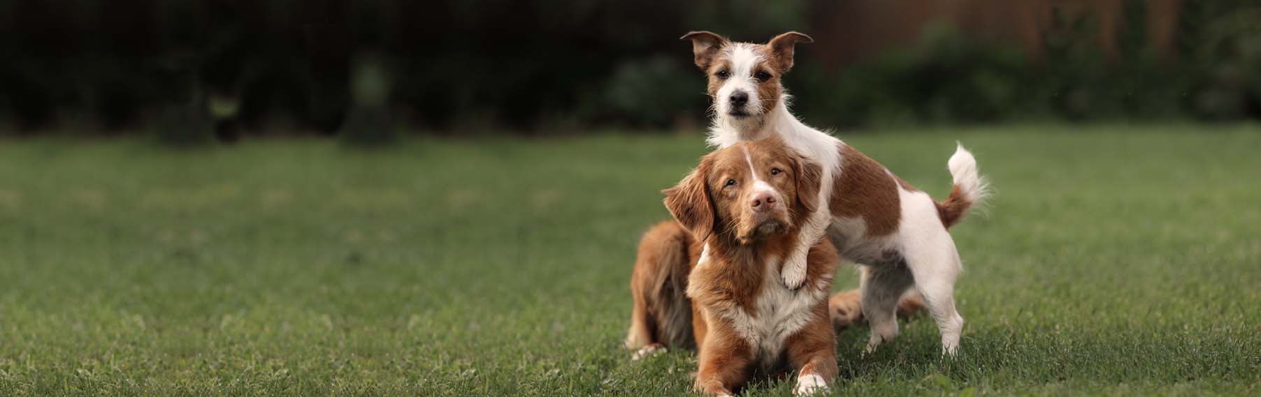 A brown and white terrier standing beside a red and white retriever lying on the grass