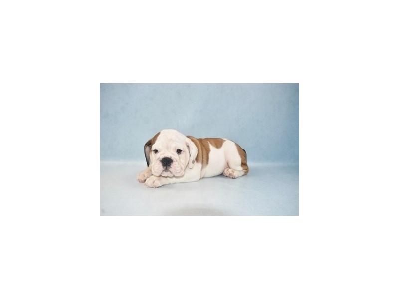 English Bulldog DOG Female Red and White 4