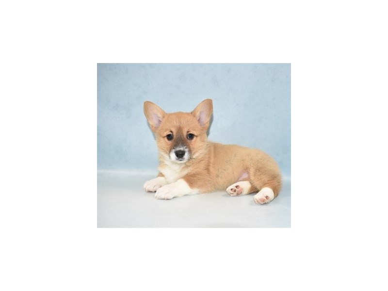 Pembroke Welsh Corgi DOG Female Sable 5