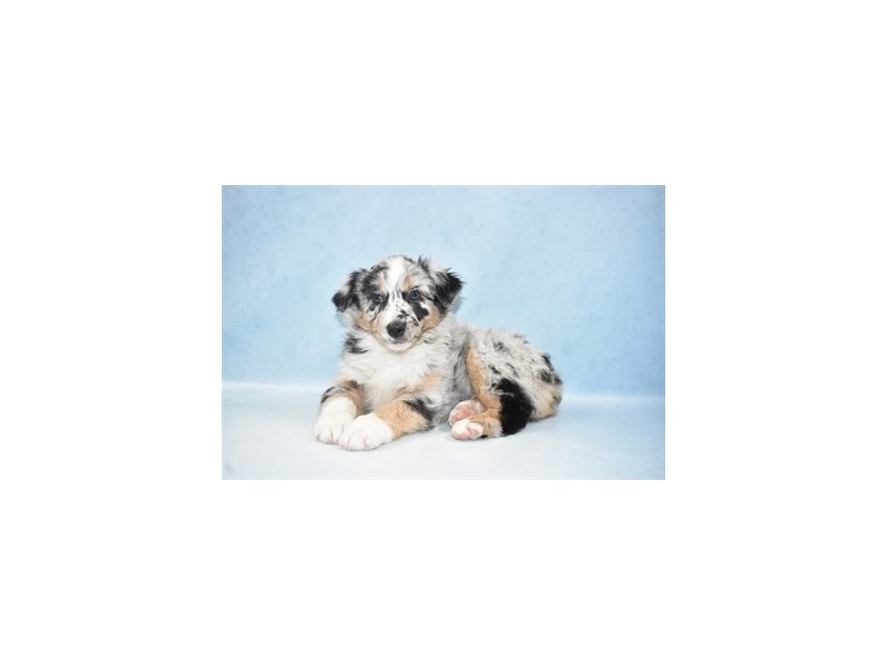 Australian Shepherd DOG Female Blue Merle 6