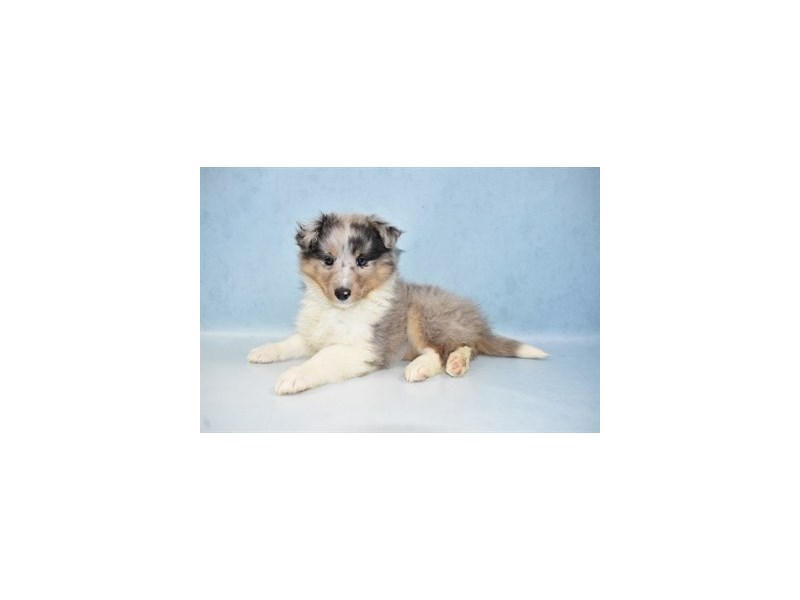 Shetland Sheepdog DOG Female Sable and White 7