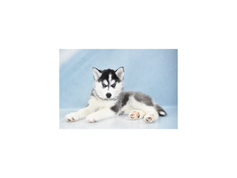Siberian Husky DOG Female Black Grey and White 11