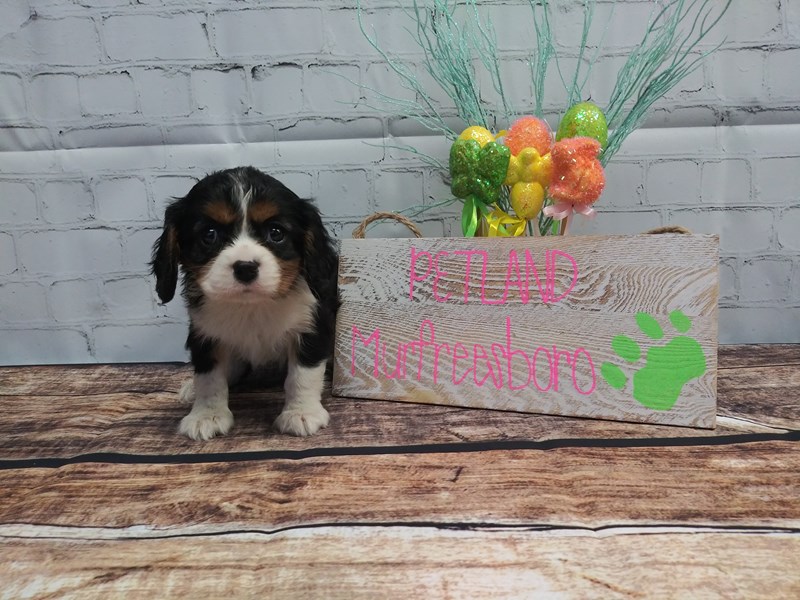Cavalier King Charles Spaniel DOG Male TRI 17