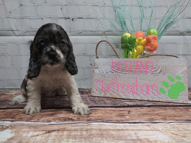 Cocker Spaniel DOG Female BLUE MERLE PARTI 12