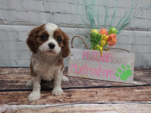 Cavalier King Charles Spaniel-DOG-Female-BLENHEIM-15-Petland Murfreesboro Pet Store