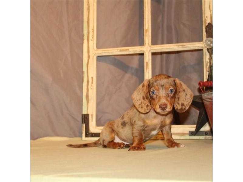 Dachshund DOG Female Chocolate / Tan 31