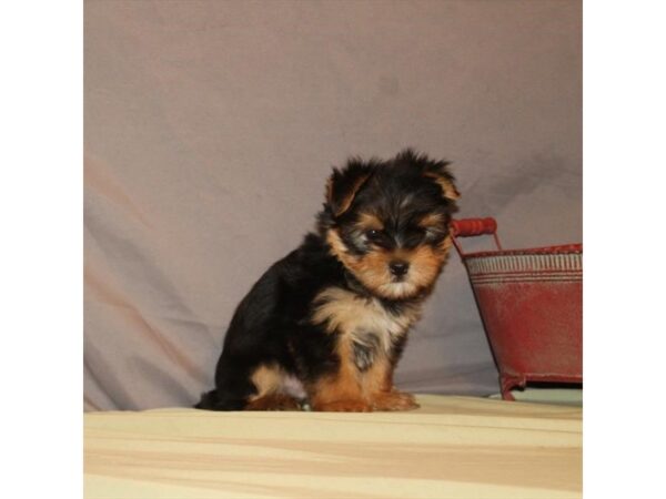 Yorkshire Terrier/Maltese-DOG-Male-Black / Tan-34-Petland Murfreesboro Pet Store