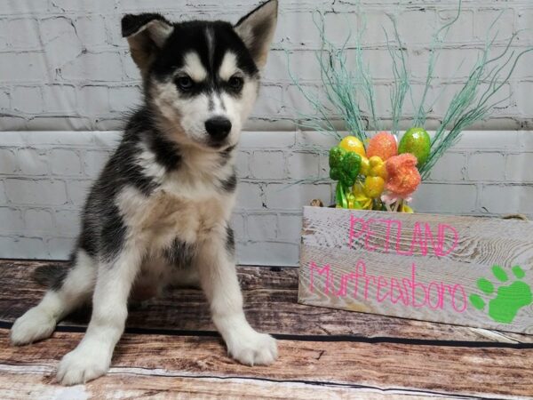 Siberian Husky-DOG-Male-Black & White-38-Petland Murfreesboro Pet Store