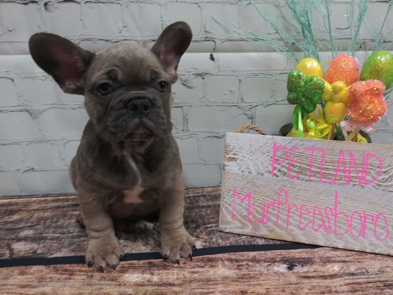French Bulldog DOG Male Blue Fawn 35