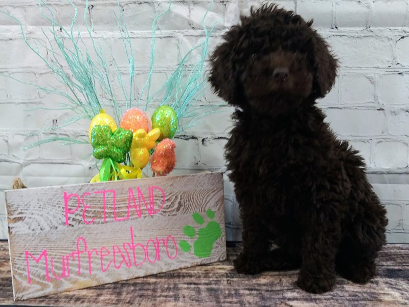 Goldendoodle DOG Female dark brown 40