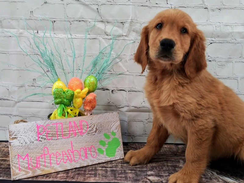 Golden Retriever DOG Male Golden 47