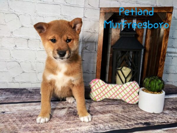 Shiba Inu-DOG-Male-Red Sesame-70-Petland Murfreesboro Pet Store