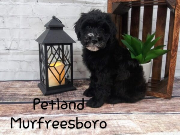 Whoodle DOG Male Black 91 Petland Murfreesboro, Tennessee