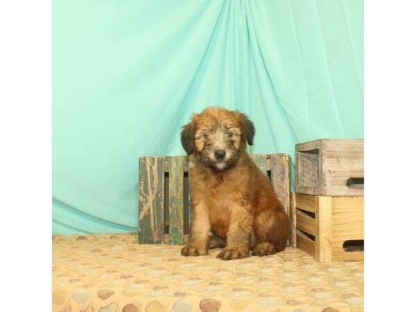 Soft Coated Wheaten Terrier-DOG-Female-Wheaten-101-Petland Murfreesboro, Tennessee