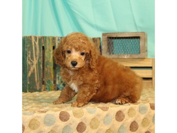 Poodle DOG Male Red 102 Petland Murfreesboro, Tennessee