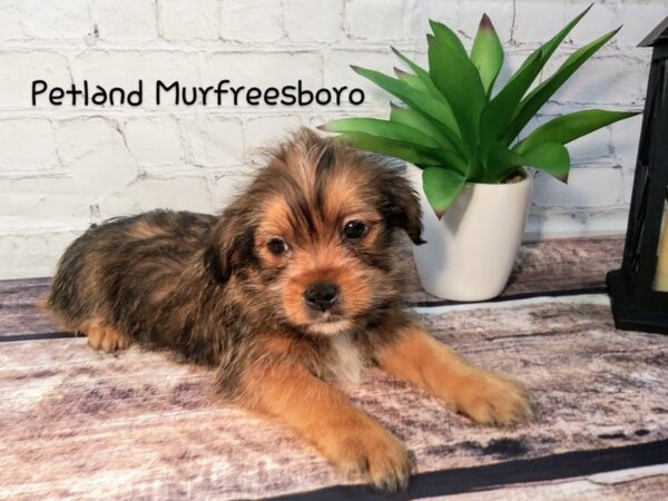 Shorkie-DOG-Male-beige-111-Petland Murfreesboro Pet Store