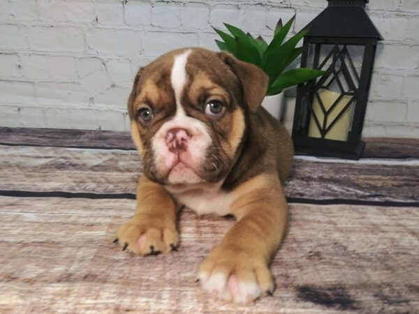 English Bulldog DOG Male chocolate and white 125 Petland Murfreesboro, Tennessee