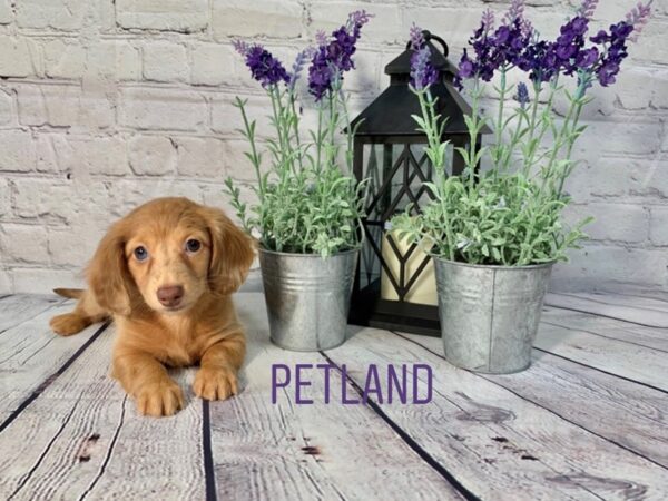 Dachshund-DOG-Female-Red-147-Petland Murfreesboro, Tennessee