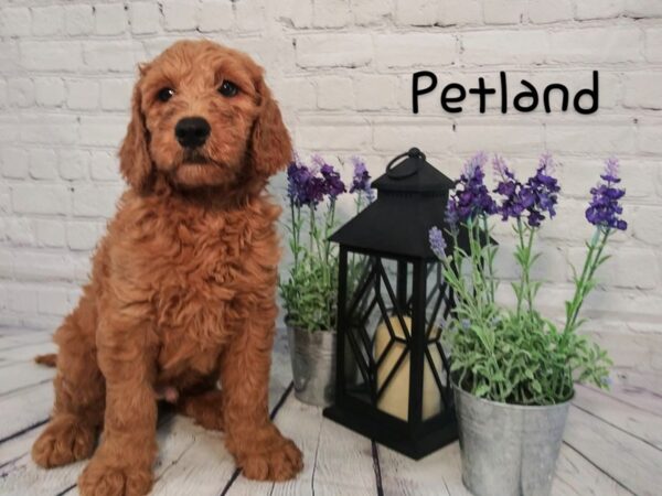 Goldendoodle-DOG-Male-Red-157-Petland Murfreesboro Pet Store