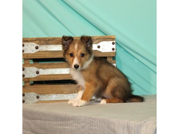Shetland Sheepdog-DOG-Female-Sable / White-182-Petland Murfreesboro Pet Store