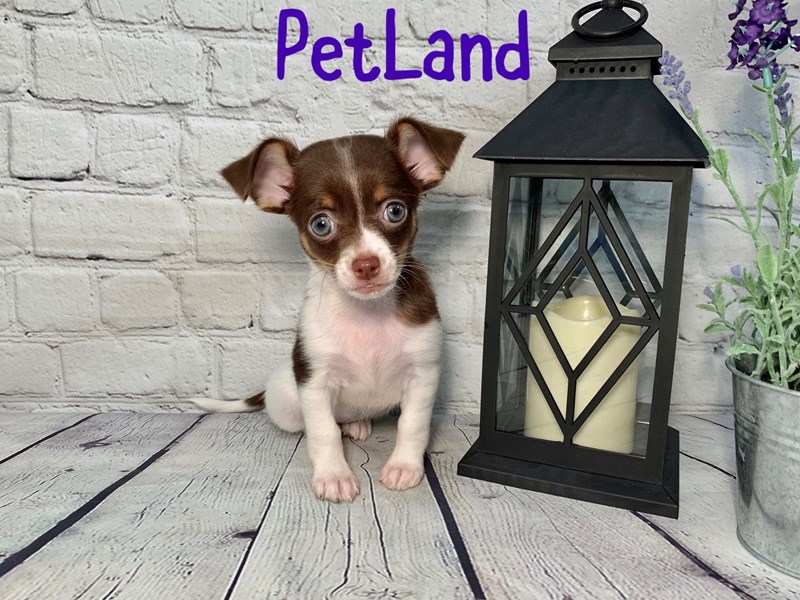 Chihuahua Puppy choc wh ID:197 Located at Petland Murfreesboro