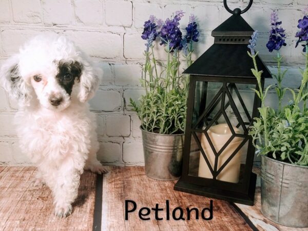 Poodle-DOG-Female-White / Black-213-Petland Murfreesboro Pet Store