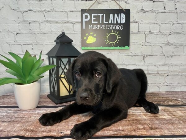 Labrador Retriever-DOG-Male-Black-246-Petland Murfreesboro Pet Store