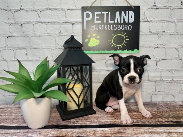 Boston Terrier-DOG-Female-Black-247-Petland Murfreesboro Pet Store