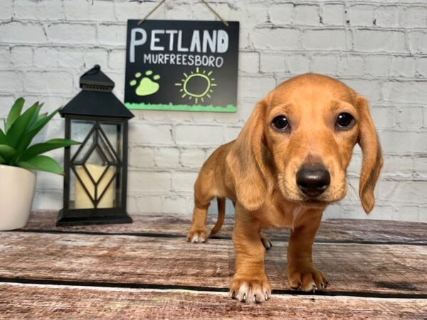 Dachshund-DOG-Male-Red-245-Petland Murfreesboro, Tennessee