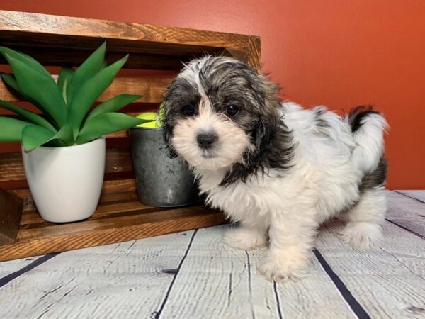 Teddy Bear (Zuchon)-DOG-Female-black and white-336-Petland Murfreesboro Pet Store