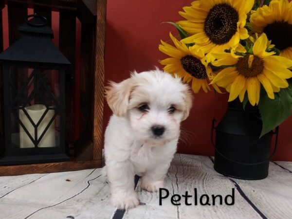 Teddy Bear (Zuchon)-DOG-Female-tan - white-356-Petland Murfreesboro Pet Store