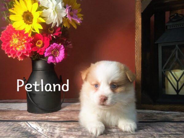 Pomsky-DOG-Female-SABLE WHITE-371-Petland Murfreesboro Pet Store