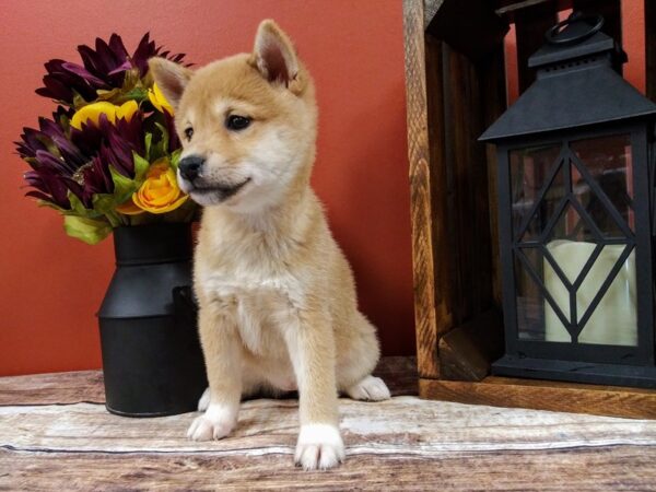 Shiba Inu-DOG-Female-Red Sesame-380-Petland Murfreesboro Pet Store