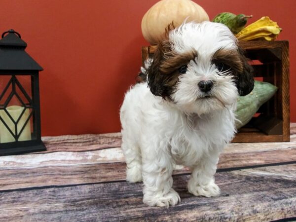 Shih Poo-DOG-Male-White / Red Fawn-403-Petland Murfreesboro Pet Store