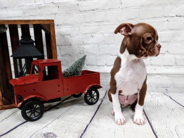 Boston Terrier-DOG-Male-Seal-404-Petland Murfreesboro, Tennessee