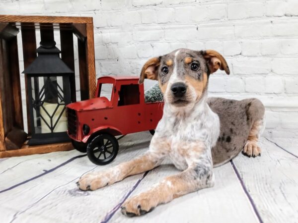 Catahoula Heeler-DOG-Female-Blue Merle-406-Petland Murfreesboro Pet Store
