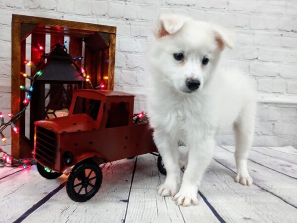 American Eskimo Dog-DOG-Male-White-456-Petland Murfreesboro Pet Store