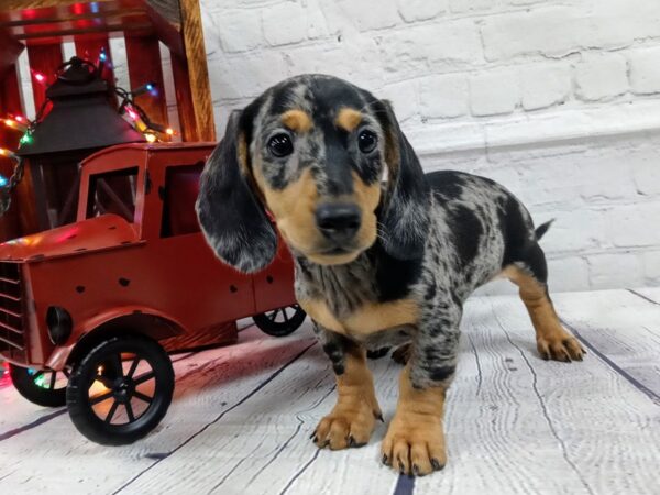 Dachshund-DOG-Male-DAPPLE-463-Petland Murfreesboro, Tennessee