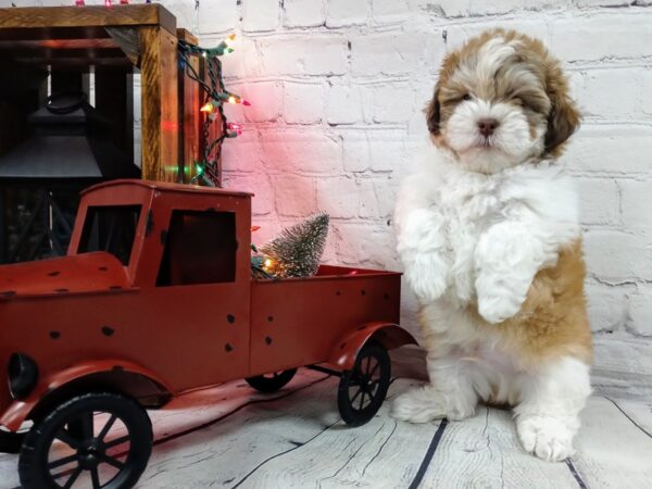 Teddy Bear-DOG-Male-Brown / White-492-Petland Murfreesboro, Tennessee