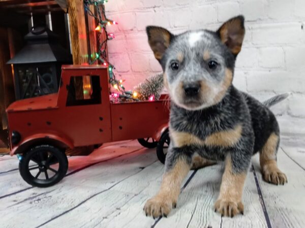 Heeler-DOG-Male-Blue-484-Petland Murfreesboro Pet Store