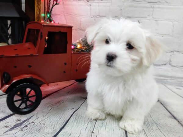 Maltese-DOG-Male-White-487-Petland Murfreesboro, Tennessee