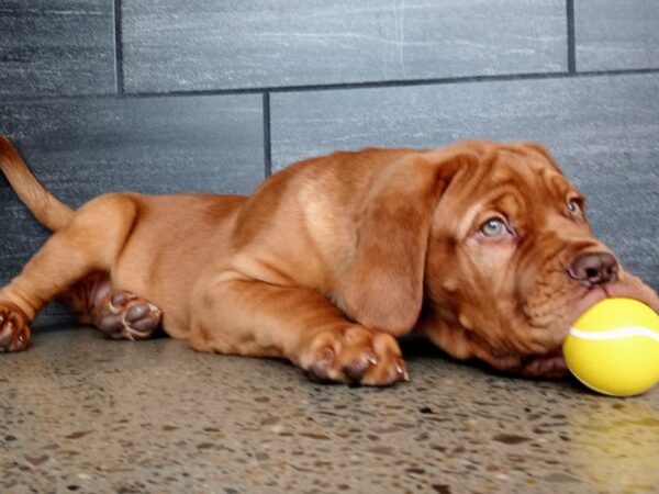Dogue De Bordeaux-DOG-Male-Red-599-Petland Murfreesboro Pet Store