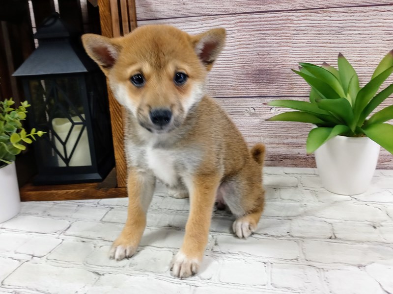 Shiba Inu Puppy Red ID:672 Located at Petland Murfreesboro, Tennessee