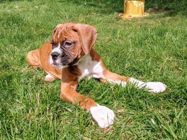 Boxer DOG Male Fawn 665 Petland Murfreesboro, Tennessee