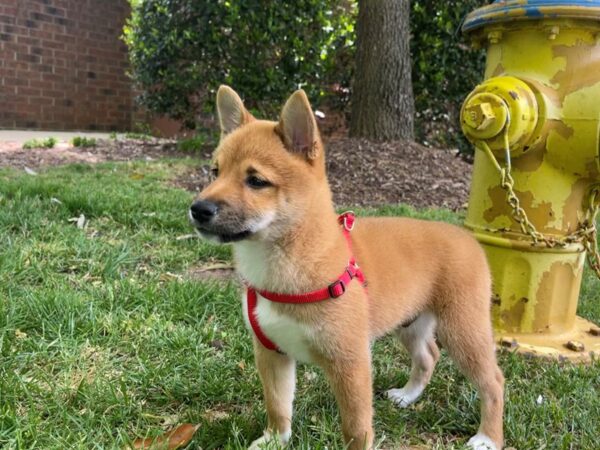 Shiba Inu-DOG-Male-Red Sesame-663-Petland Murfreesboro Pet Store