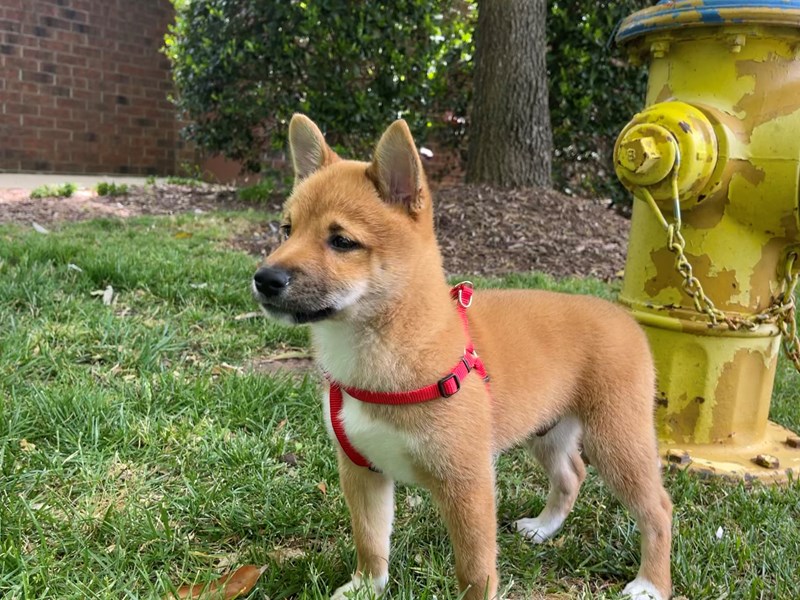 Shiba Inu Puppy Red Sesame ID:663 Located at Petland Murfreesboro
