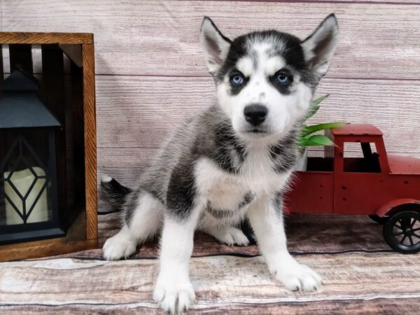 Siberian Husky-DOG-Female-Black / White-740-Petland Murfreesboro Pet Store