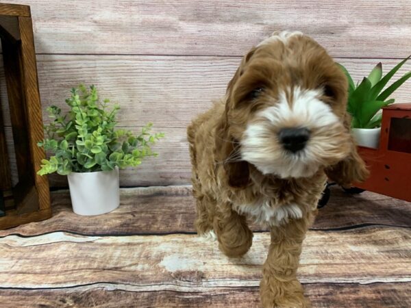 Cockapoo-DOG-Male-Red / White-752-Petland Murfreesboro, Tennessee