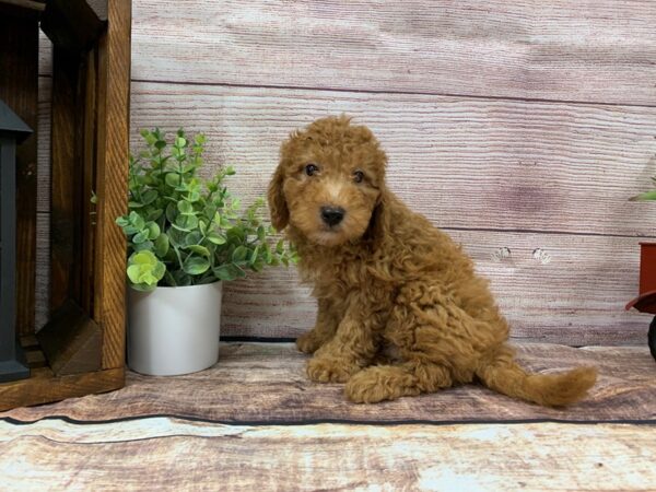 Mini Goldendoodle-DOG-Male-Red-743-Petland Murfreesboro, Tennessee