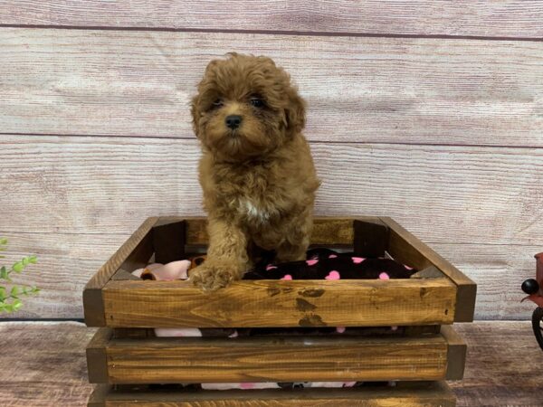 Miniature Poodle-DOG-Female-Red-755-Petland Murfreesboro Pet Store